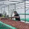 [500G] Cà phê Lotus Robusta - Ảnh 10