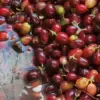 [500G/1000G] Cà phê Quốc Lộc No3 - Ảnh 8