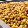 [500G] Cà phê Arabica Bourbon Caturra - Ảnh 7
