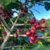 [500G/1000G] Cà phê Quốc Lộc No2 - Ảnh 9