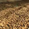 [500G] Cà phê Lotus Robusta - Ảnh 8