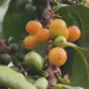 [500G] Cà phê Arabica Bourbon Caturra - Ảnh 8