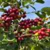 [500G] Cà phê Lotus Robusta - Ảnh 9