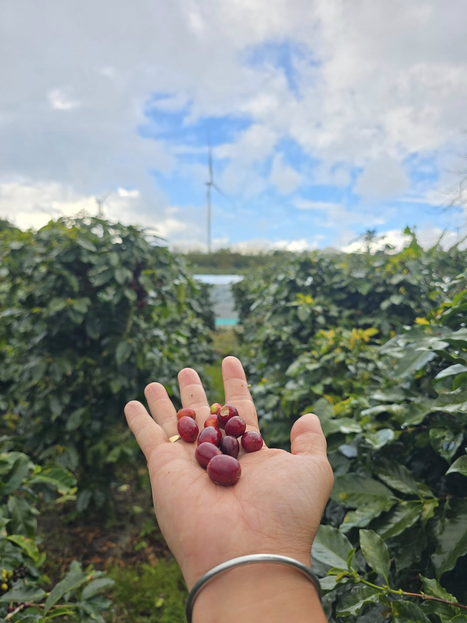 Hạt cà phê rang mộc nguyên chất giữ trọn hương vị nguyên bản trong từng mẻ rang.