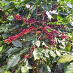 Cà phê Quốc Lộc chế biến ướt với quy trình chọn lọc kỹ lưỡng, hương vị cân bằng và tinh khiết