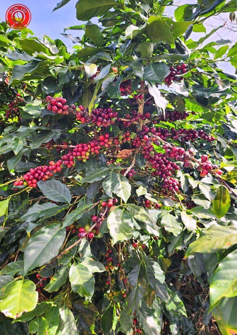 Cà phê Quốc Lộc chế biến ướt với quy trình chọn lọc kỹ lưỡng, hương vị cân bằng và tinh khiết