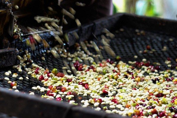 Cà phê chế biến ướt với quy trình chọn lọc và lên men giúp hạt cà phê giữ hương vị tươi sáng, chua thanh đặc trưng