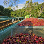 Cà phê đặc sản (Specialty Coffee) tại Lâm Đồng – quả cà phê chín đỏ đạt chuẩn thu hoạch từ nông trại Quốc Lộc Coffee.