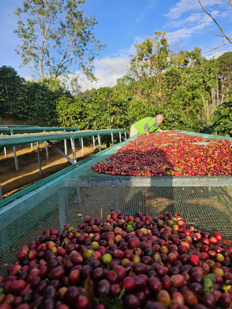 Cà phê đặc sản (Specialty Coffee) tại Lâm Đồng – quả cà phê chín đỏ đạt chuẩn thu hoạch từ nông trại Quốc Lộc Coffee.