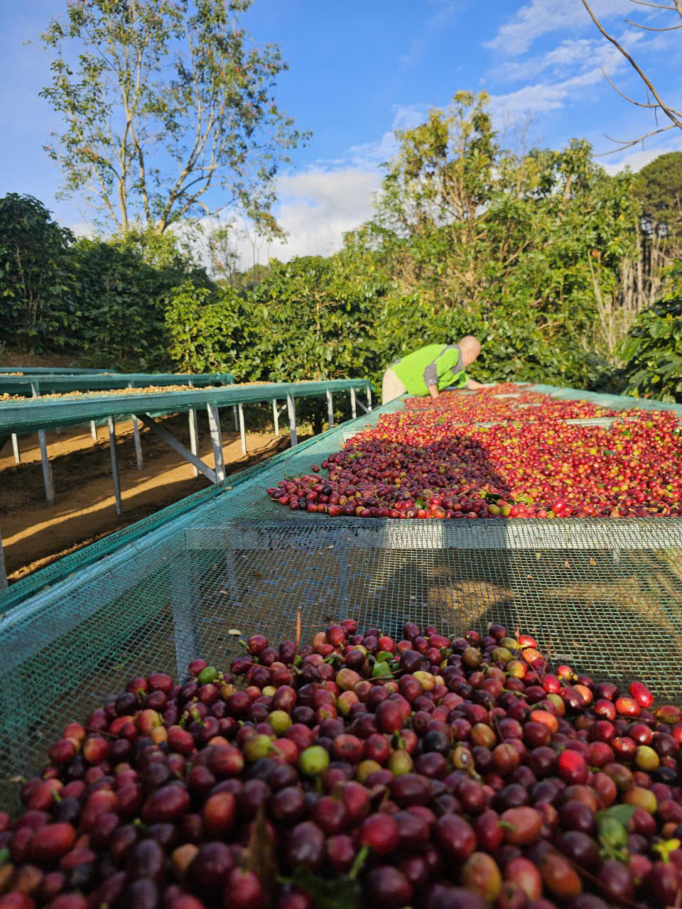 Cà phê rang mộc nguyên chất lựa chọn cho lối sống sạch, sống xanh và yêu thiên nhiên.
