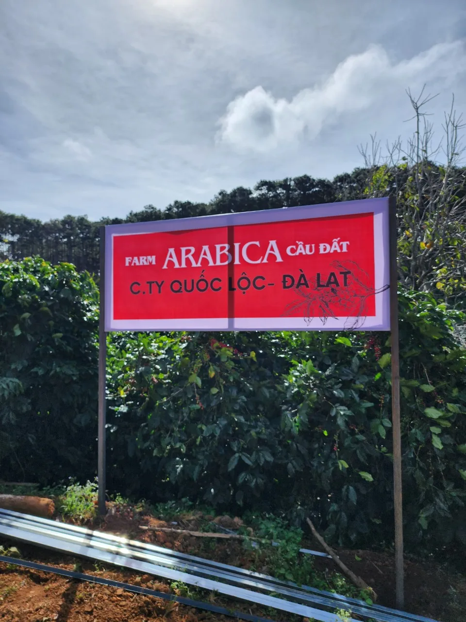 Khu vực trồng Arabica của Quốc Lộc Coffee tại độ cao 1650m tại Cầu Đất lý tưởng để trồng Arabica, với môi trường tự nhiên phù hợp cho giống cà phê chất lượng.