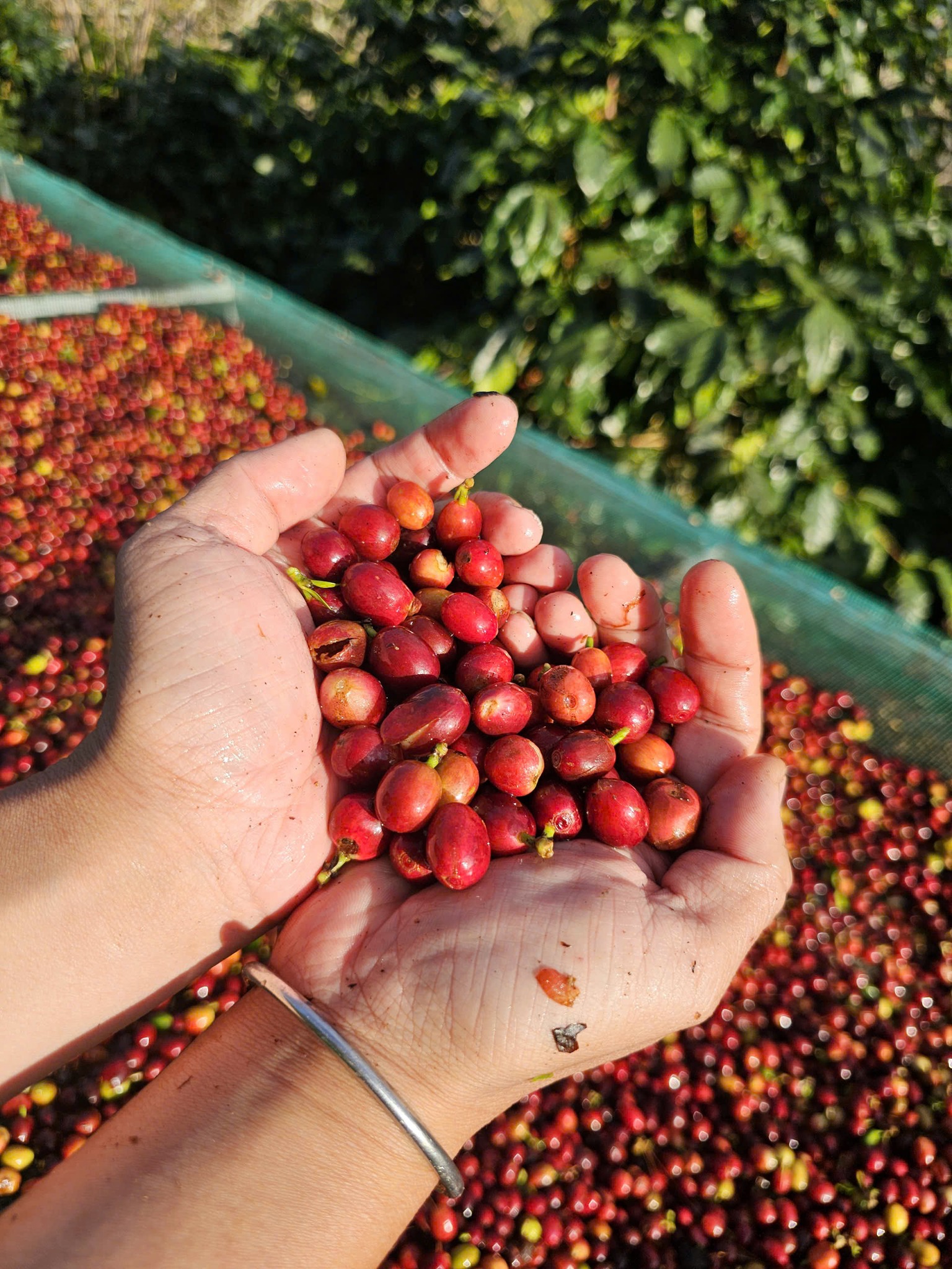 Quả cà phê Robusta chín đỏ được thu hoạch thủ công, minh chứng vì sao Robusta nhiều cafein hơn Arabica