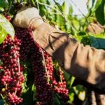 Thu hoạch cà phê Robusta nhiều cafein hơn Arabica tại nông trại Quốc Lộc Coffee