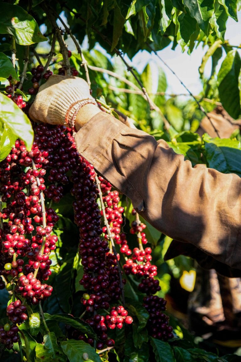 Thu hoạch cà phê Robusta nhiều cafein hơn Arabica tại nông trại Quốc Lộc Coffee
