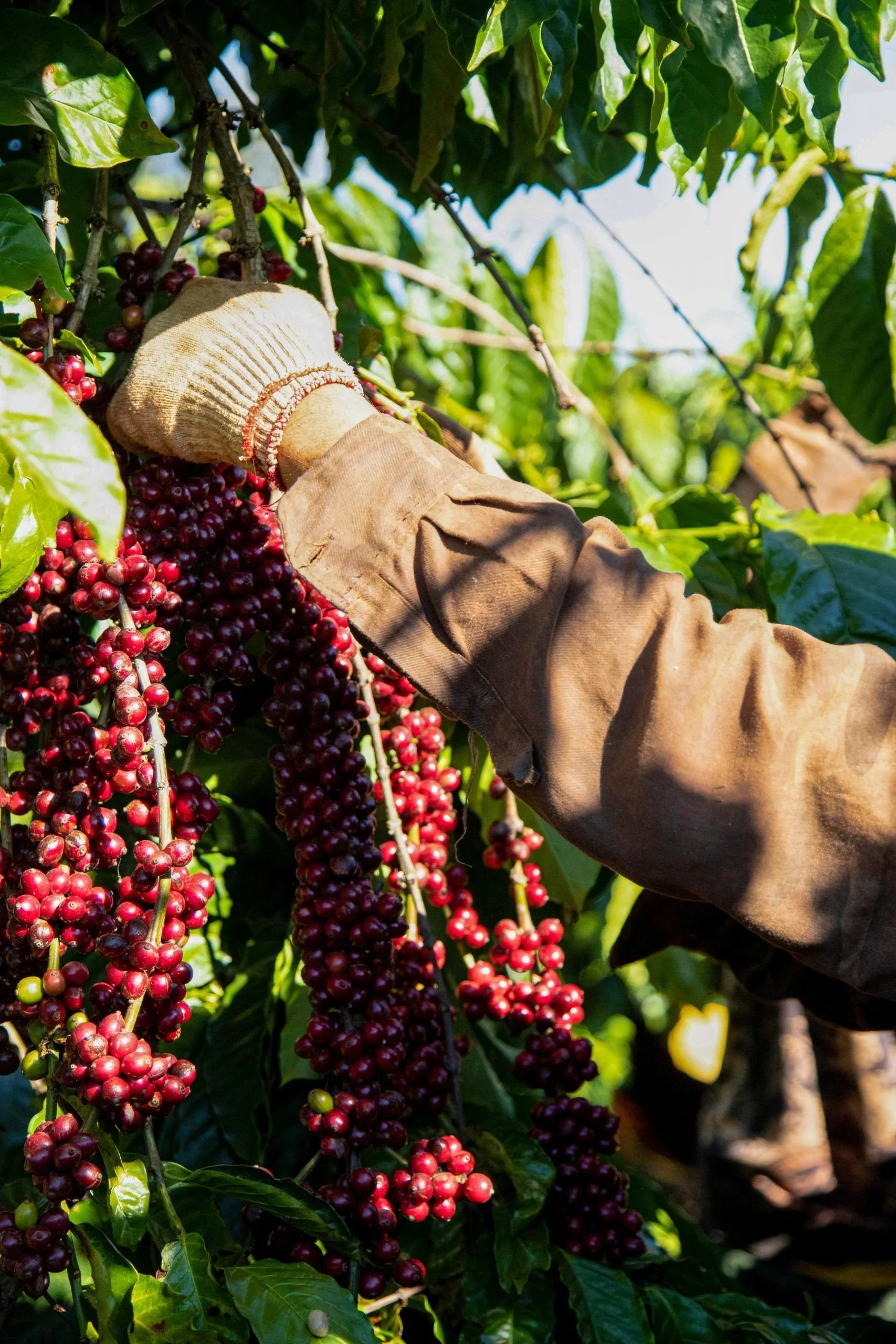 Thu hoạch hạt cà phê Robusta chín đỏ, minh chứng vì sao Robusta nhiều cafein hơn Arabica