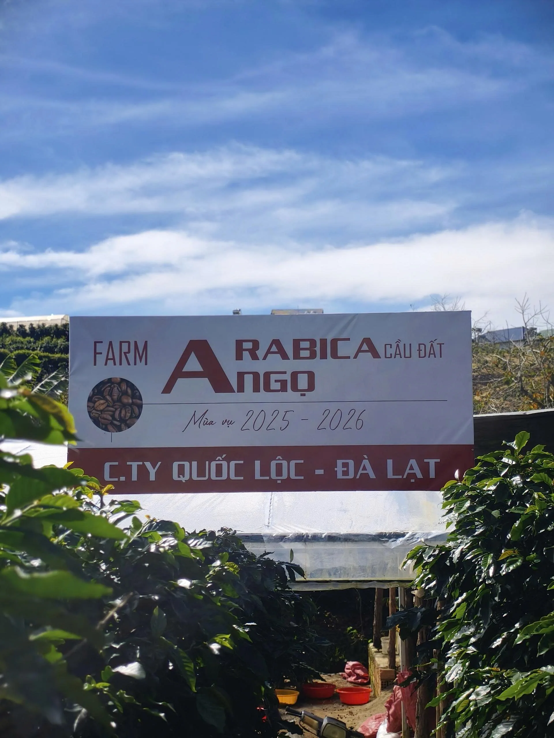 Quốc Lộc Coffee sở hữu vùng trồng Arabica Cầu Đất, kiểm soát chất lượng từ nông trại – nền tảng của nhà cung cấp cà phê nguyên chất uy tín.