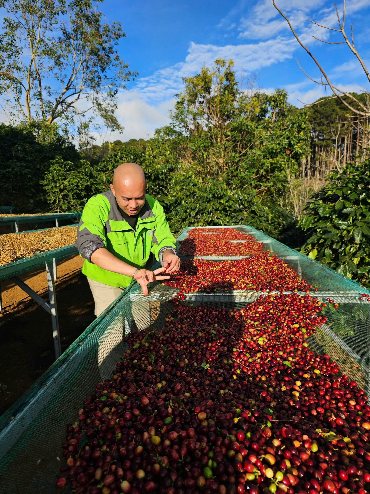 Robusta nhưng lại thơm như Arabica bắt nguồn từ việc thu hoạch trái chín và quá trình Natural lên men trong quả, giúp hình thành hương trái cây mọng và hậu ngọt tự nhiên.