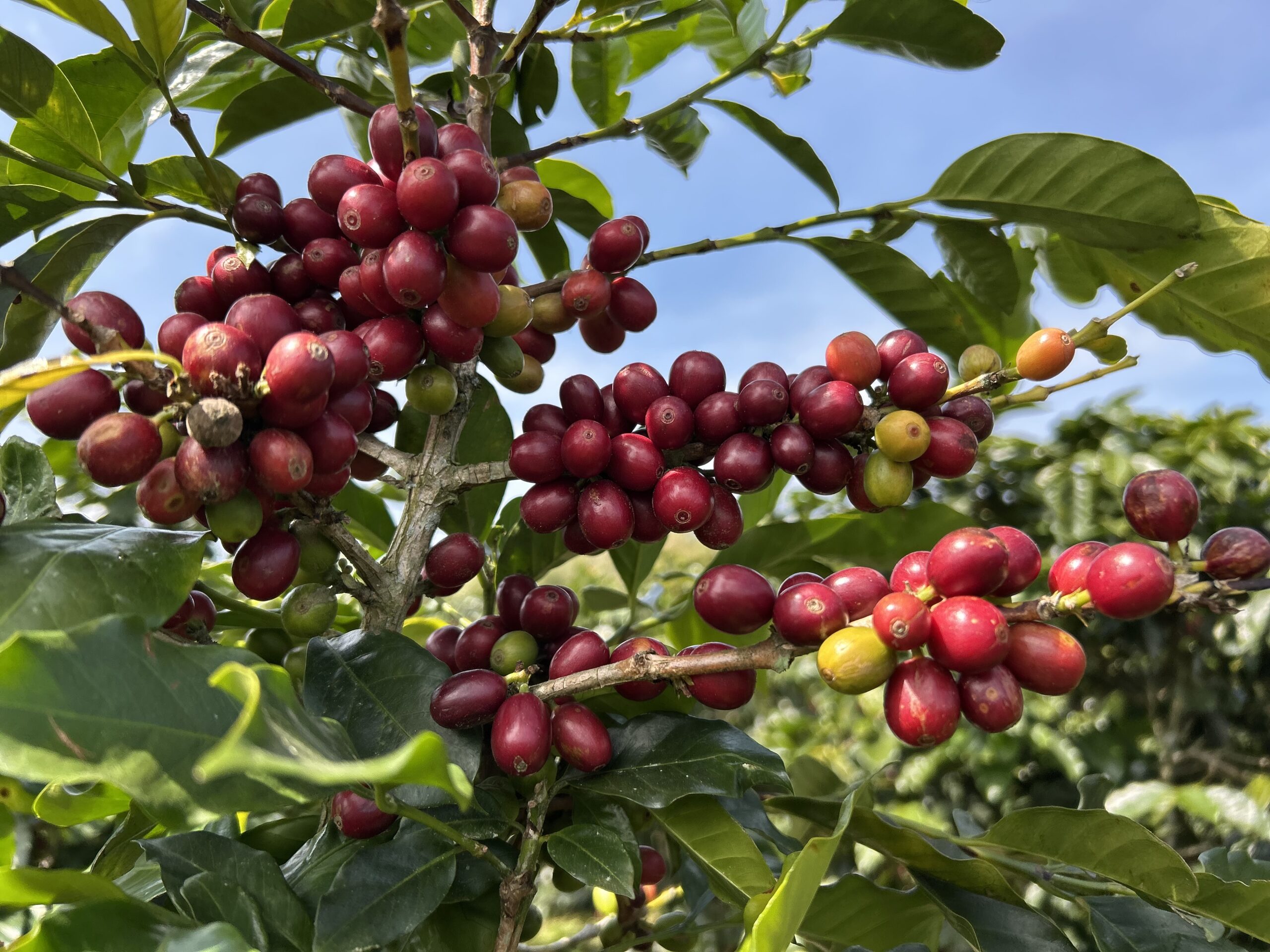 Cà phê nguyên chất không có mùi thơm nồng vì hương vị được hình thành tự nhiên từ trái cà phê, không can thiệp hương liệu.