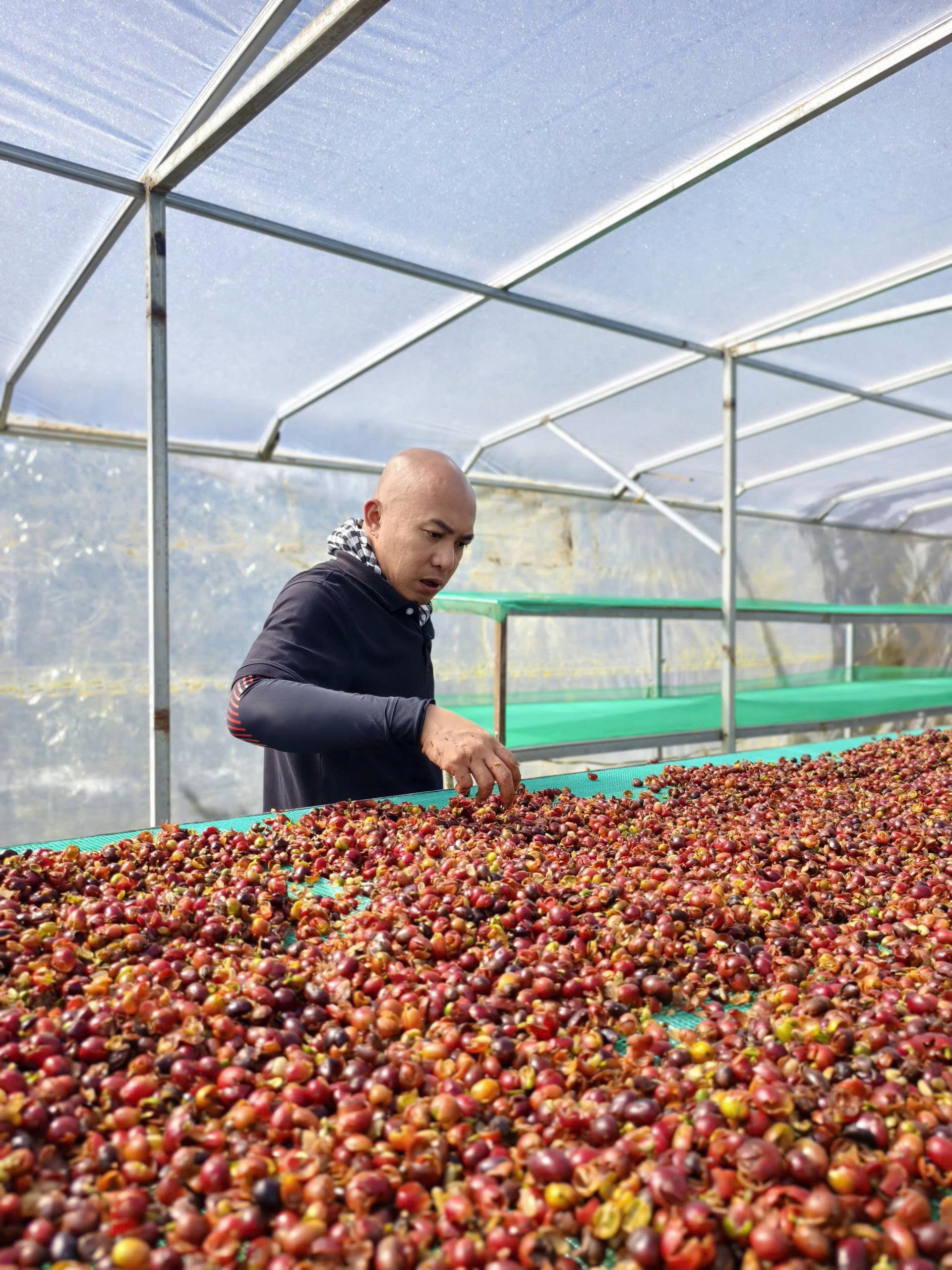 Vỏ cà phê Arabica chín – nguyên liệu tạo nên trà cascara, từng bị xem là phế phẩm nhưng chứa trọn hương vị của trái cà phê.