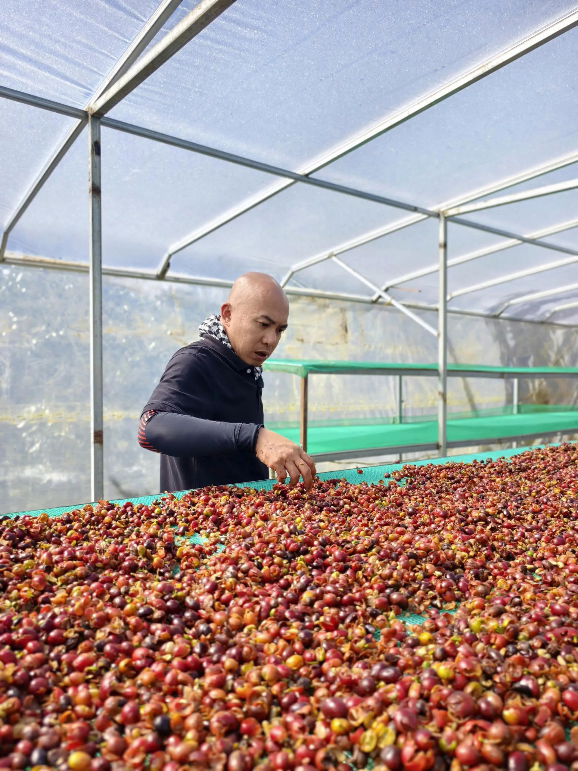 Vỏ cà phê Arabica chín – nguyên liệu tạo nên trà cascara, từng bị xem là phế phẩm nhưng chứa trọn hương vị của trái cà phê.