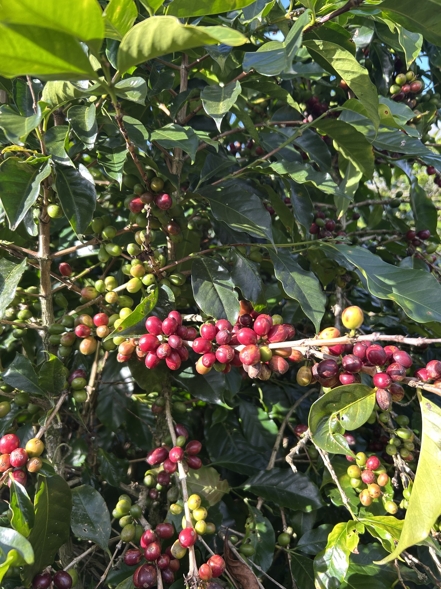 Arabica đắt hơn Robusta vì điều kiện trồng khắt khe, năng suất thấp và hương vị tinh tế hơn