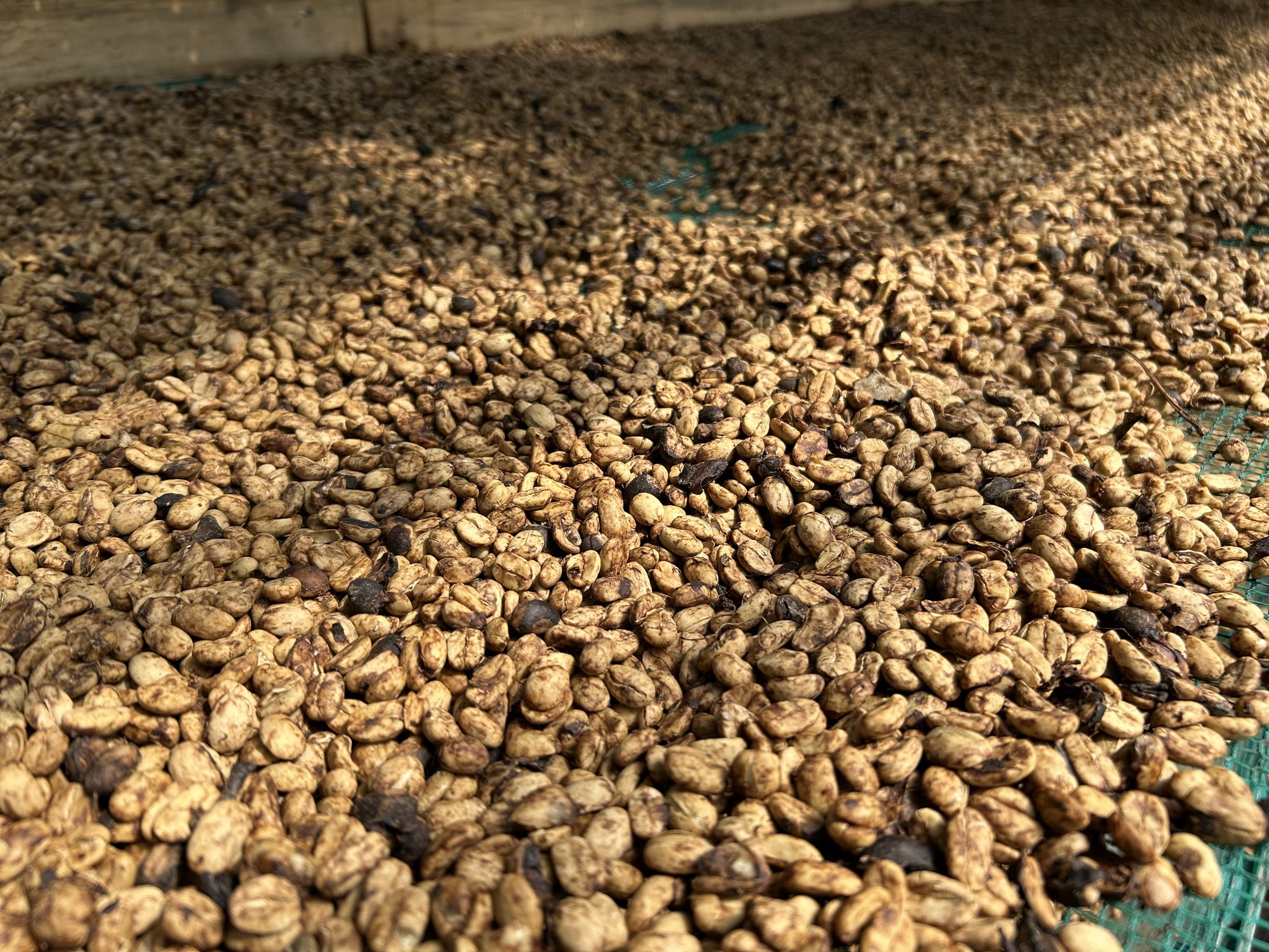 Quy trình chế biến góp phần lý giải vì sao Arabica đắt hơn Robusta trên thị trường cà phê.