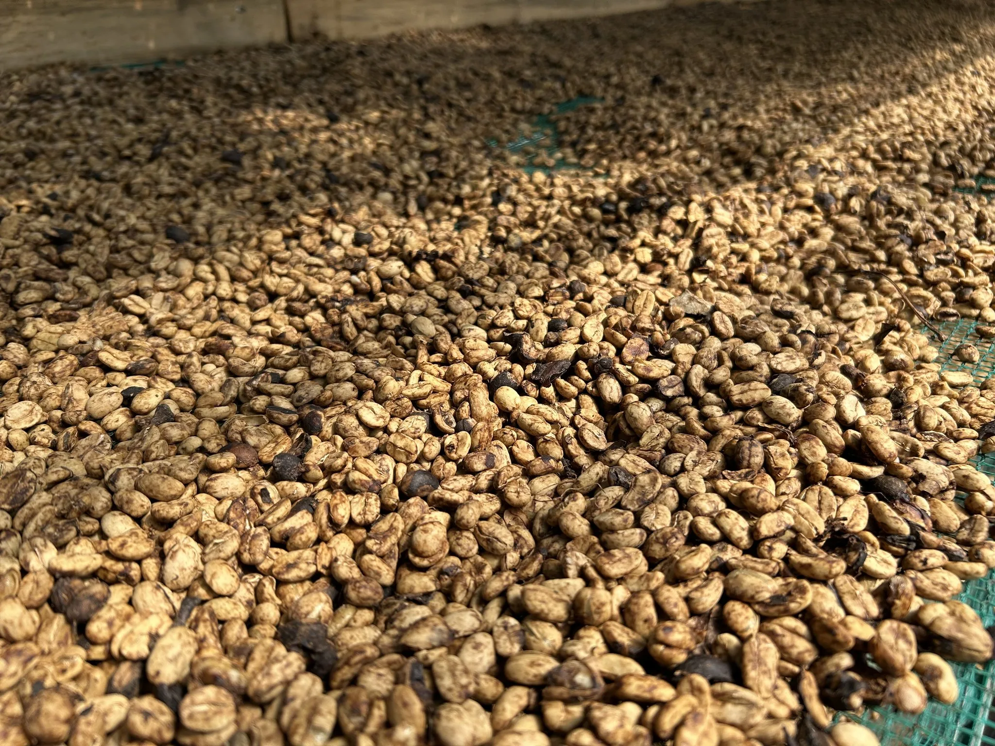 Quy trình chế biến góp phần lý giải vì sao Arabica đắt hơn Robusta trên thị trường cà phê.