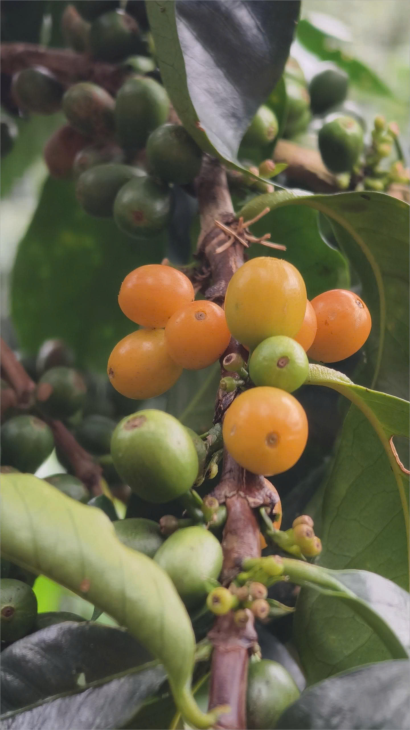Cà phê Bourbon - dòng cafe specialty của Quốc Lộc Coffee nổi bật với hương trái cây, vị chua thanh và hậu ngọt kéo dài.