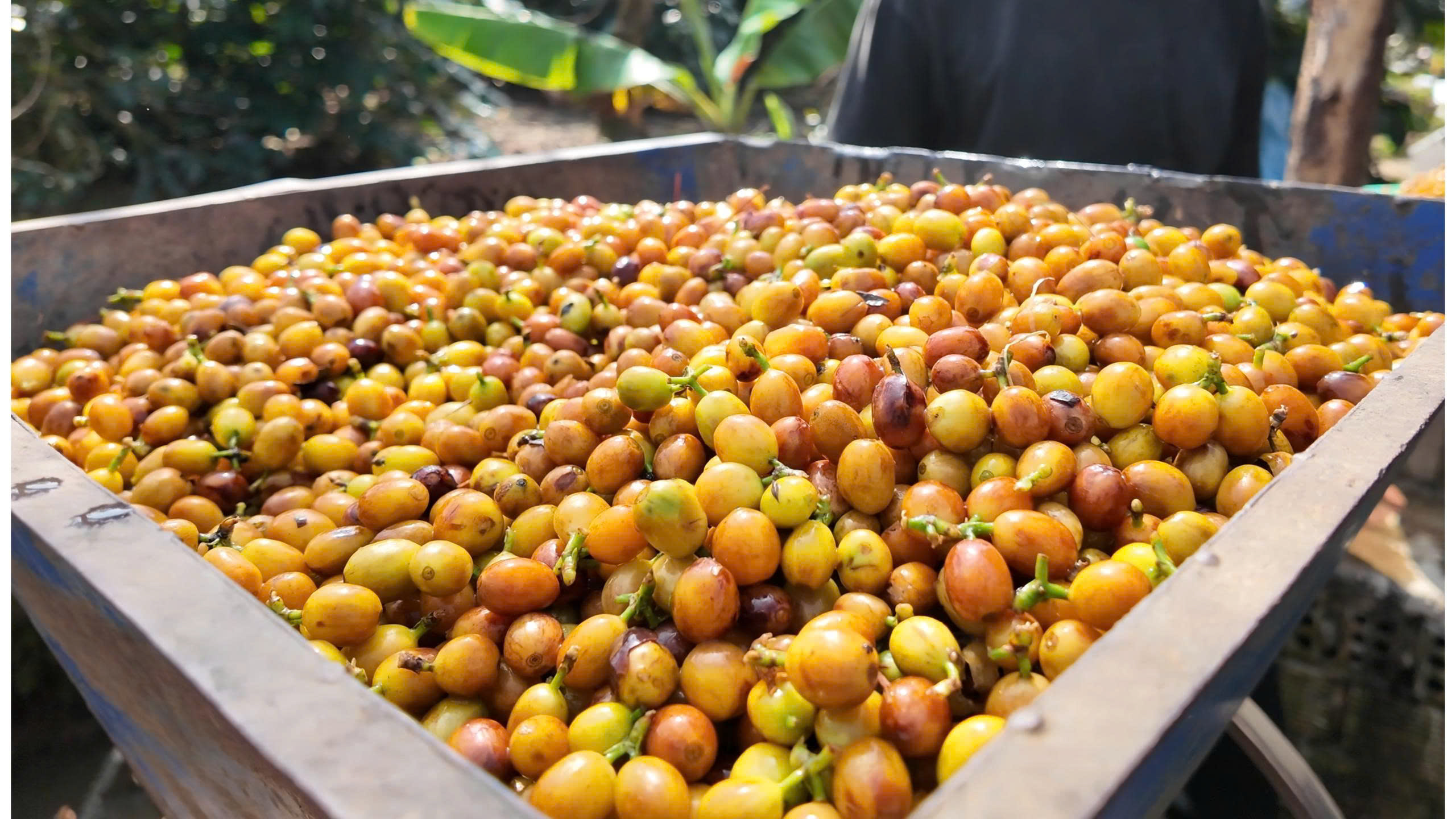 Cà phê Bourbon trái chín vàng được thu hoạch tại Farm Cầu Đất - độ cao 1650m của Quốc Lộc Coffee