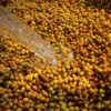 [500G] Cà phê Arabica Bourbon Caturra - Ảnh 6