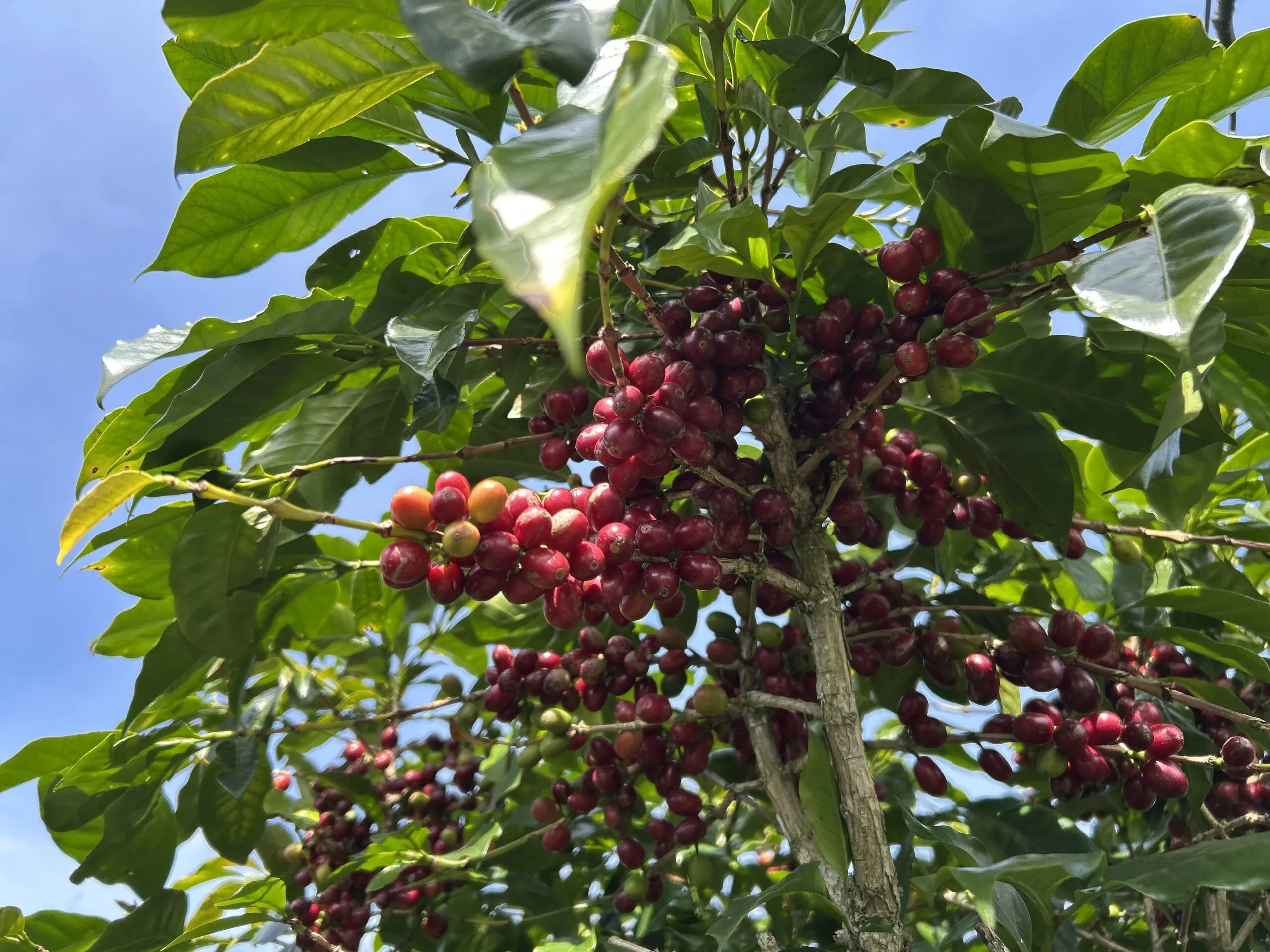 Lotus Arabica chế biến Honey có hậu ngọt sâu, kéo dài nhờ được chế biến từ những quả cà phê chín, giúp giữ lại nhiều đường tự nhiên trong lớp nhầy của quả.