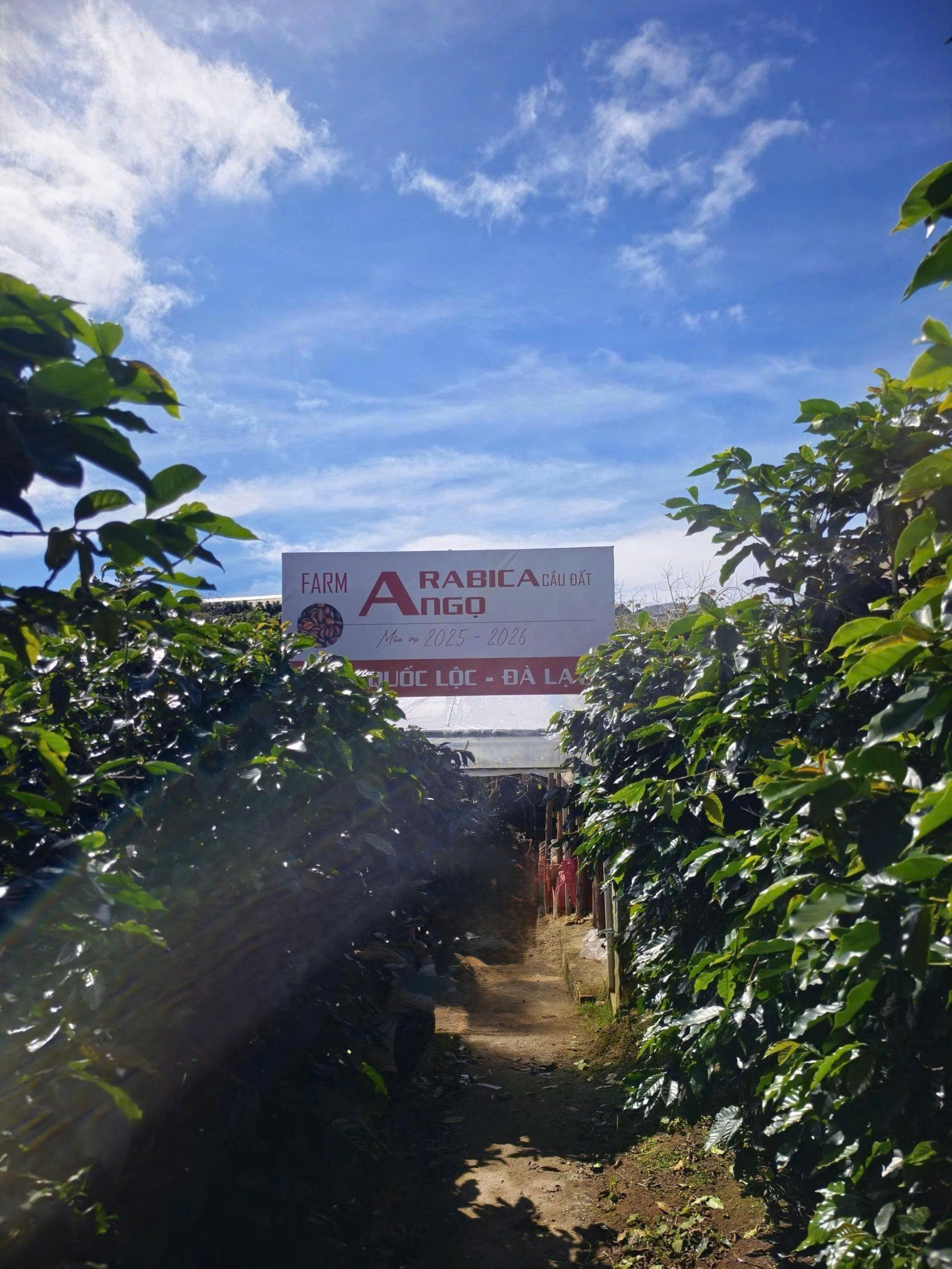 Farm Arabica Cầu Đất của Quốc Lộc Coffee nằm tại vùng trồng cà phê nổi tiếng Đà Lạt. Điều kiện khí hậu mát mẻ, độ cao lý tưởng giúp tạo nên những hạt Arabica chất lượng với hương thơm nổi bật và hương vị đặc trưng.