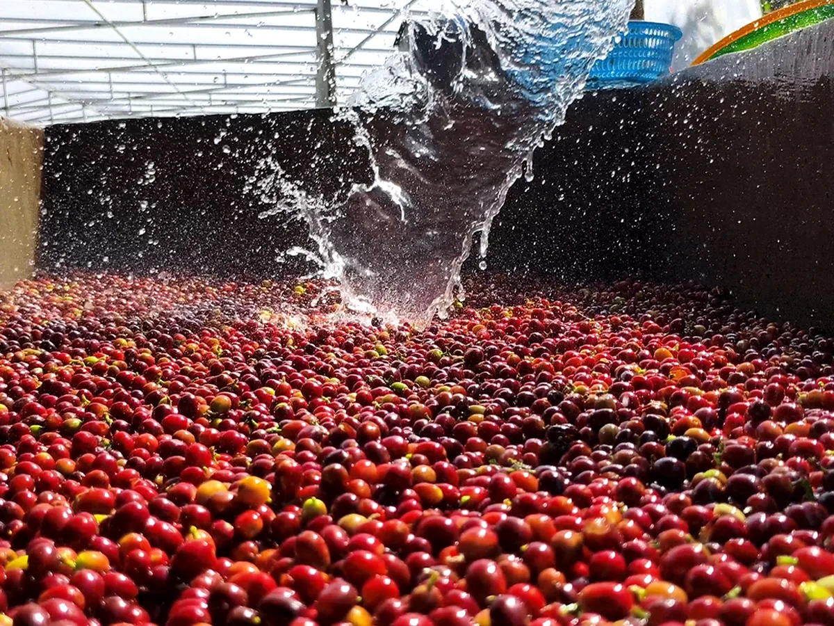 Fine Robusta là gì?
