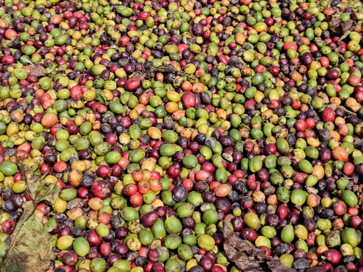 Fine Robusta là gì?