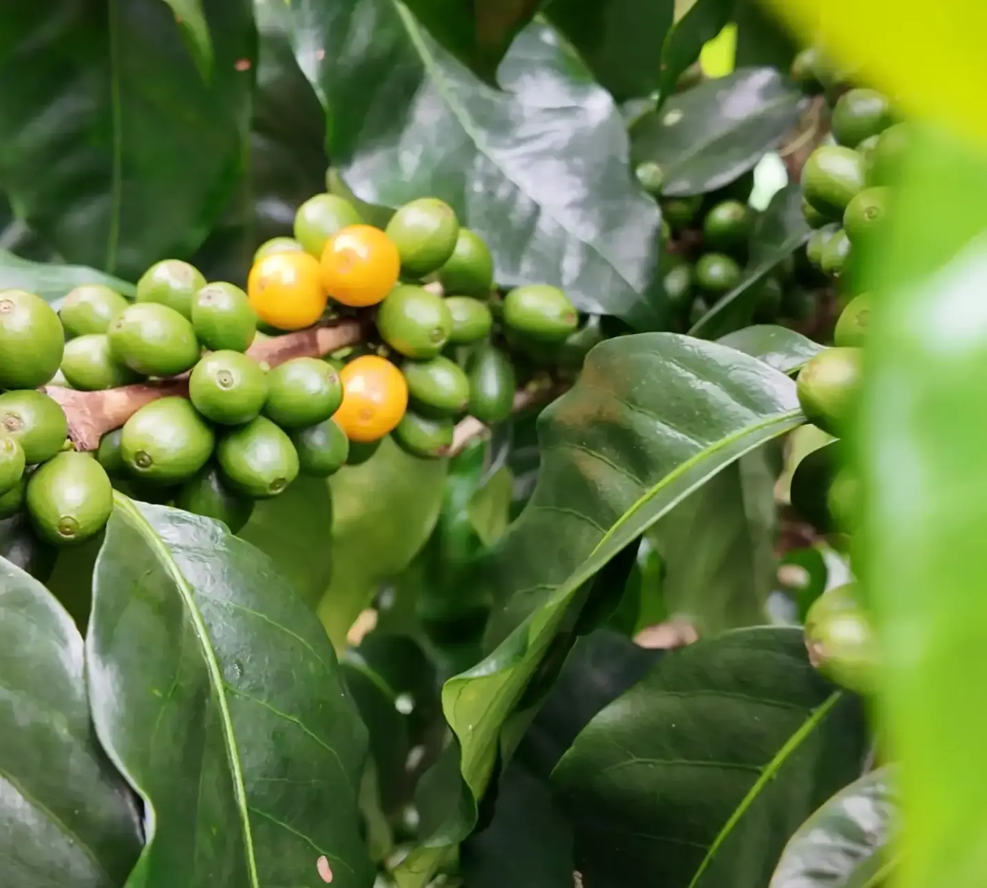 Bourbon thường thể hiện tốt hơn trong điều kiện khí hậu mát