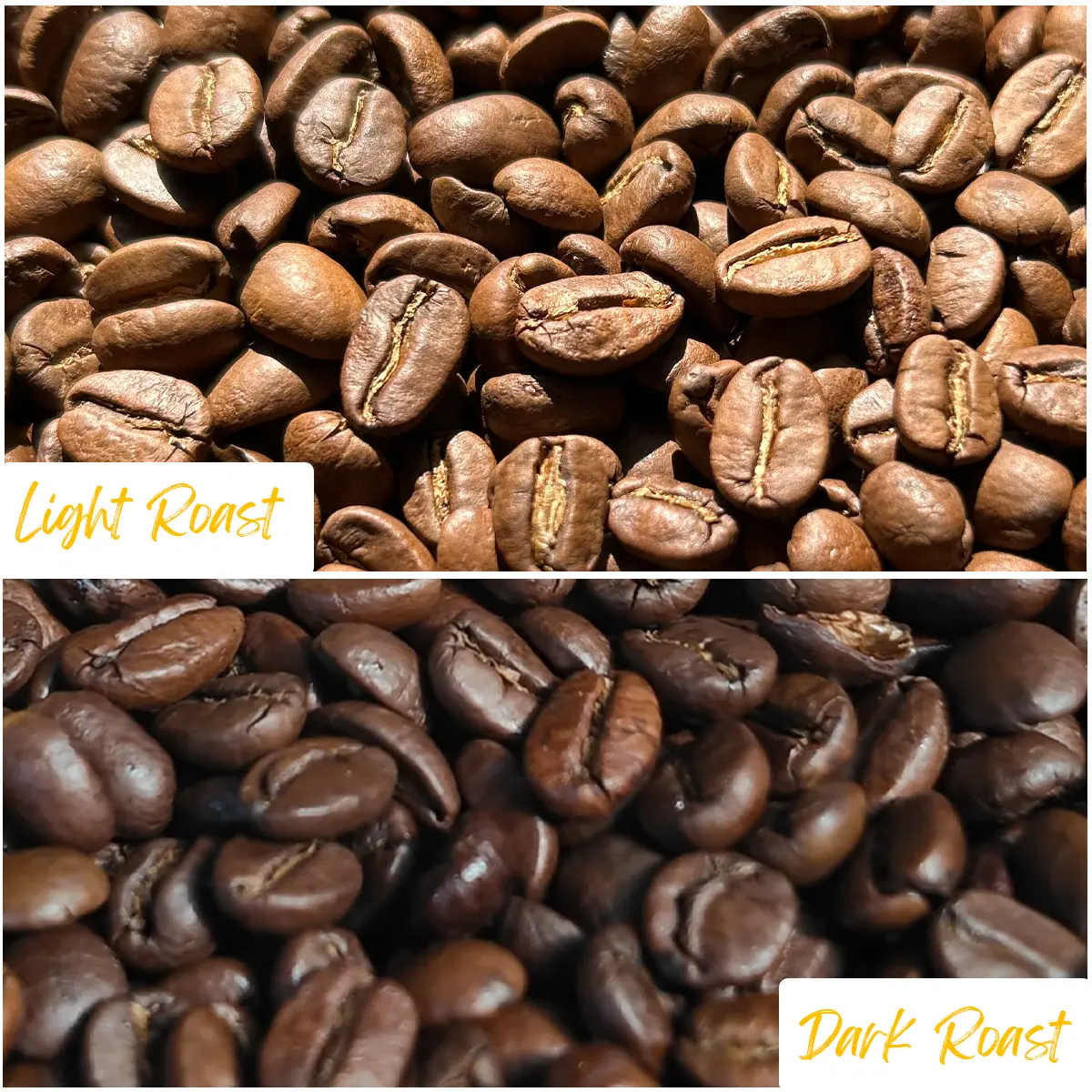 Caffeine có bị phá hủy khi rang không?